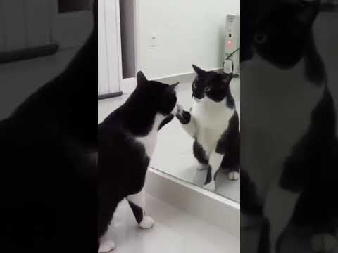 This 60-Second Clip Of A Cat Having An Existential Crisis In Front Of A Mirror Turns From A Comedy To A Horror Film At The Very End